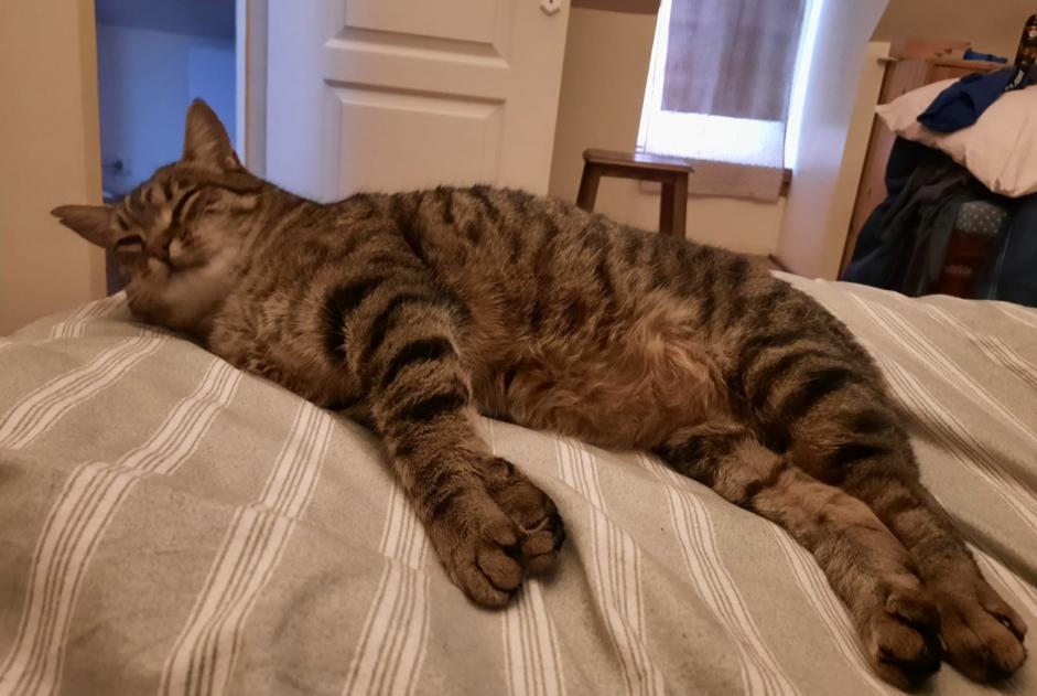 Vermisstmeldung Katze Männliche , 6 jahre Parigné-l'Évêque Frankreich