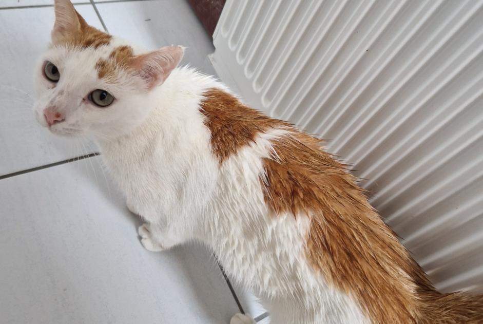 Vermisstmeldung Katze Männliche , 4 jahre Coulaines Frankreich