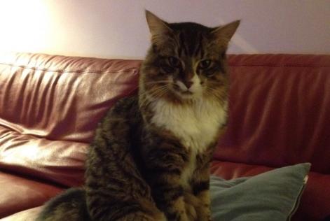 Disappearance alert Cat  Male , 9 years Crosmières France