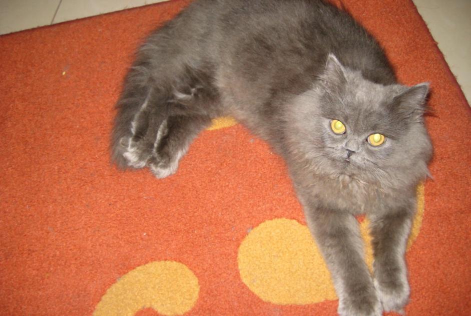 Disappearance alert Cat Male , 10 years Sceaux-sur-Huisne France Disappearance alert Cat Male , 10 years Sceaux-sur-Huisne France