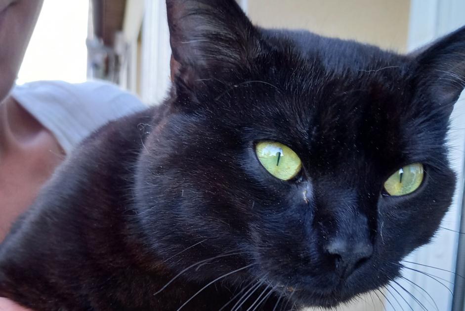 Discovery alert Cat Male , 1 year Saint-Jean-de-la-Motte France Discovery alert Cat Male , 1 year Saint-Jean-de-la-Motte France
