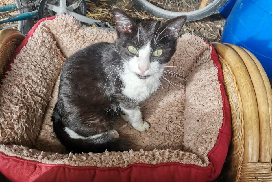 Discovery alert Cat Male Sillé-le-Guillaume France Discovery alert Cat Male Sillé-le-Guillaume France