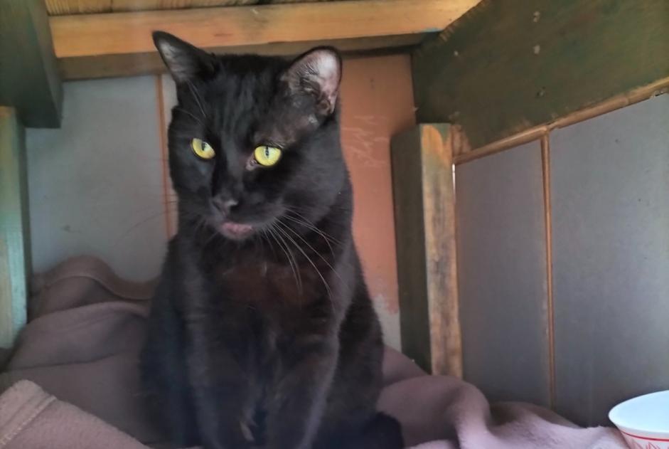 Disappearance alert Cat Male , 3 years Bonnétable France Disappearance alert Cat Male , 3 years Bonnétable France