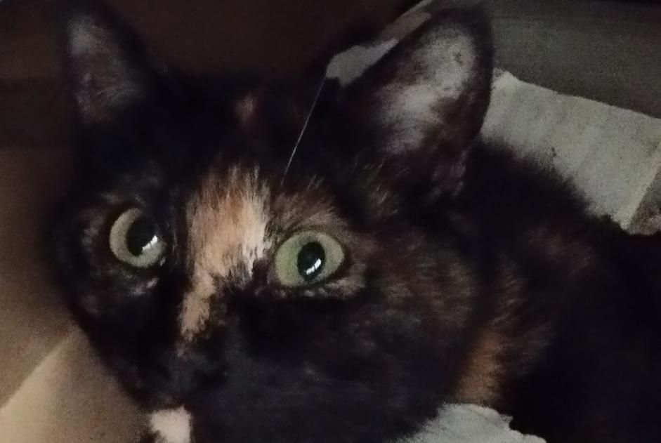 Discovery alert Cat Female Bernay-Neuvy-en-Champagne France Discovery alert Cat Female Bernay-Neuvy-en-Champagne France