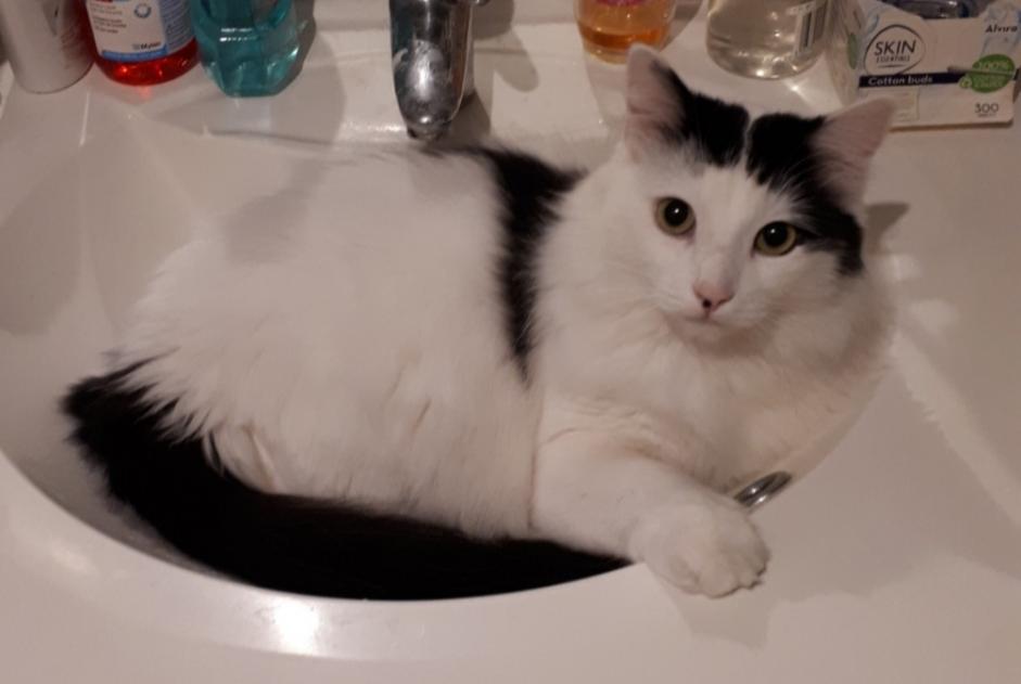 Disappearance alert Cat miscegenation  Male , 2 years Neuville-sur-Sarthe France