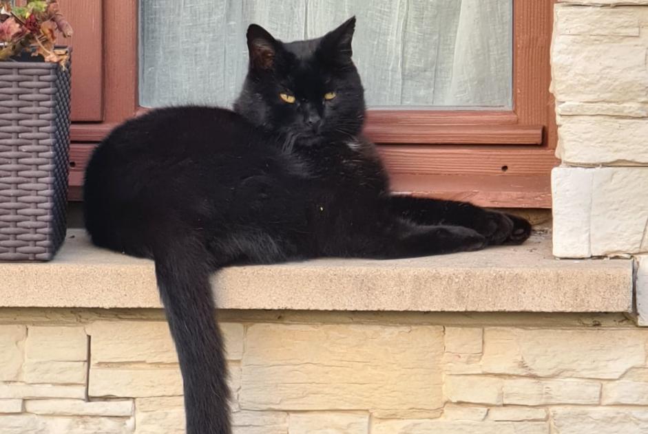 Disappearance alert Cat Male , 9 years Ruaudin France Disappearance alert Cat Male , 9 years Ruaudin France