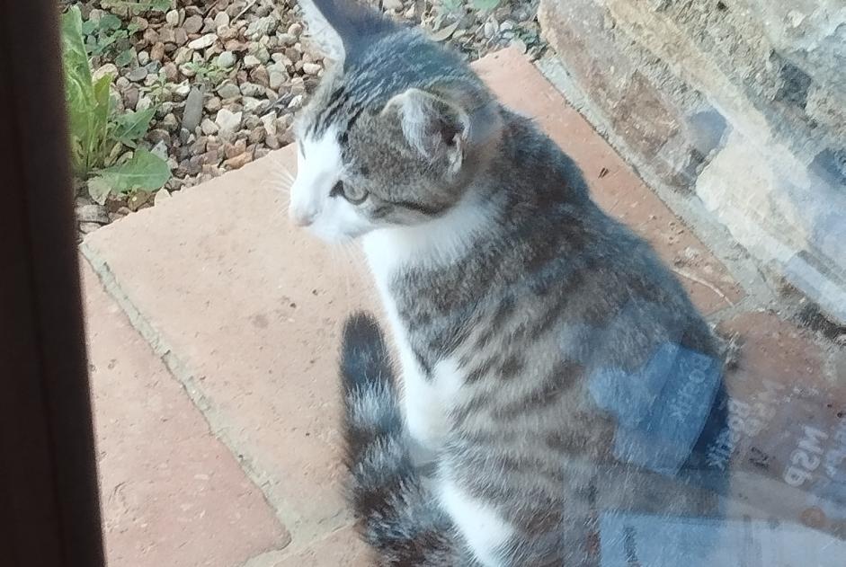 Discovery alert Cat Male Ballon-Saint-Mars France Discovery alert Cat Male Ballon-Saint-Mars France