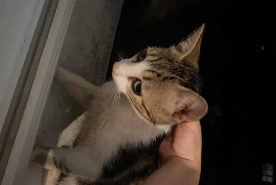 Discovery alert Cat Male Le Mans France Discovery alert Cat Male Le Mans France