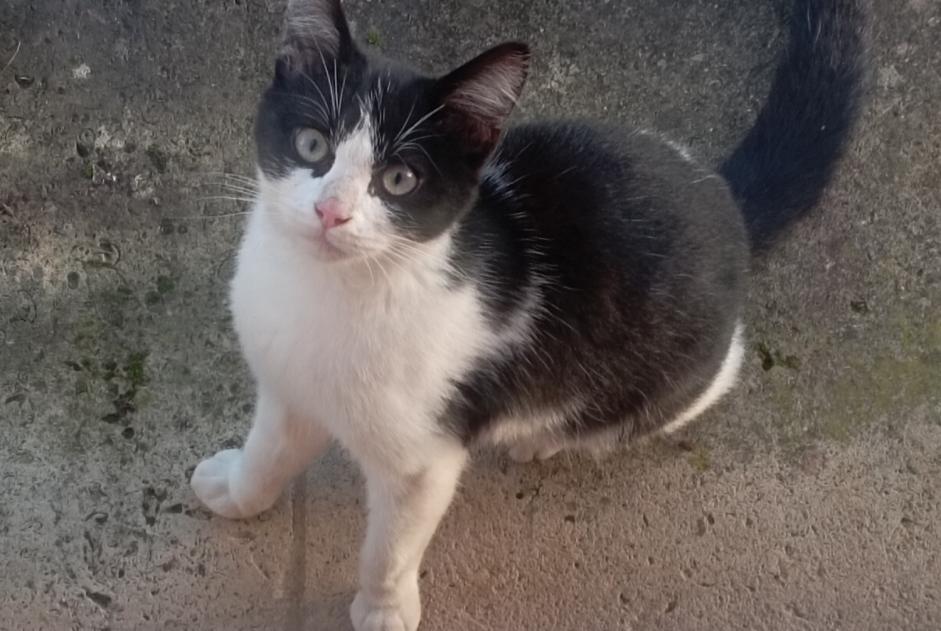 Discovery alert Cat Male Rouez France