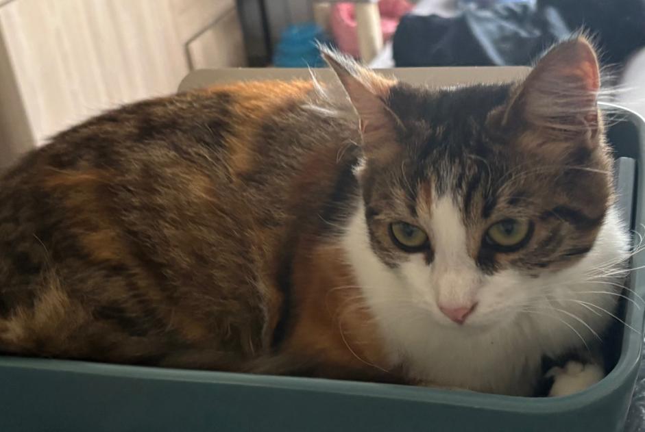 Disappearance alert Cat  Female , 1 years Saint-Denis-d'Orques France