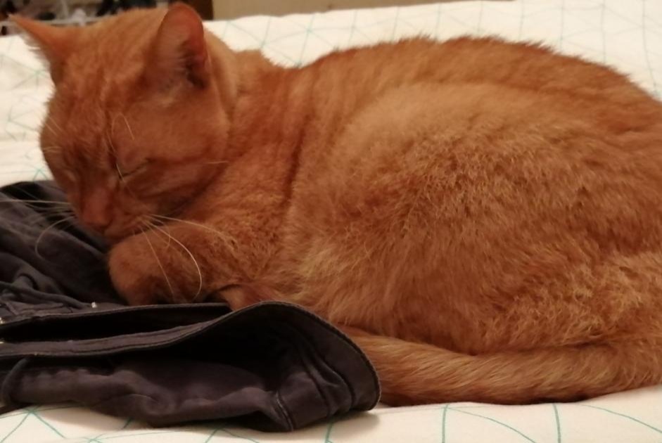 Disappearance alert Cat Male , 11 years Arnage France Disappearance alert Cat Male , 11 years Arnage France