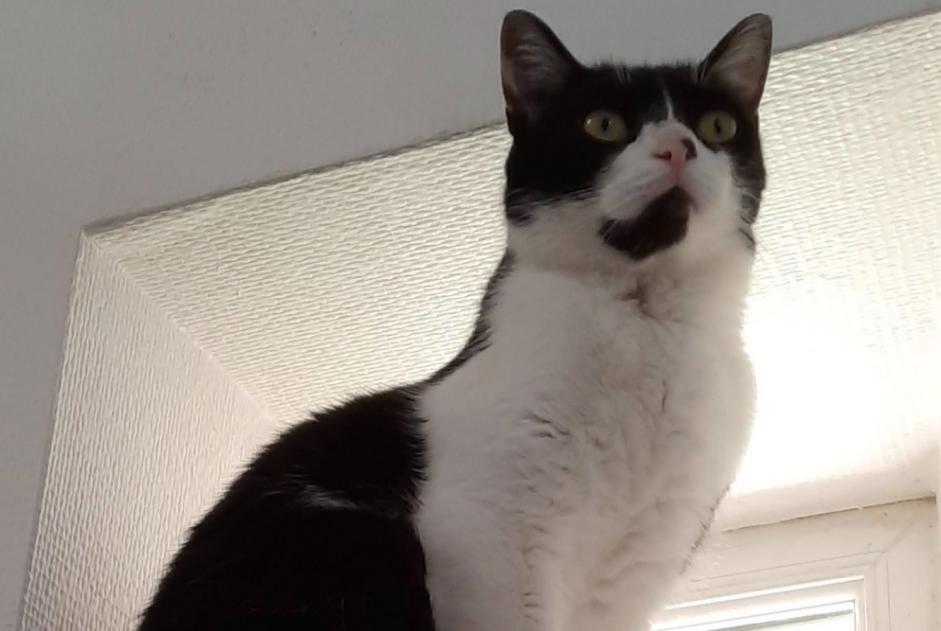 Disappearance alert Cat Male , 9 years Le Mans France