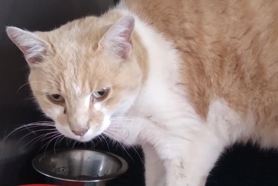 Alerta de Hallazgo Gato  Macho Saint-Maixent Francia