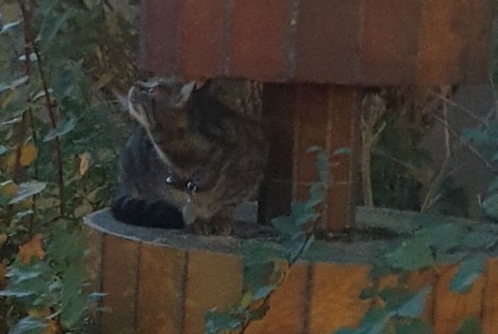 Alerta de Hallazgo Gato Desconocido Le Mans Francia