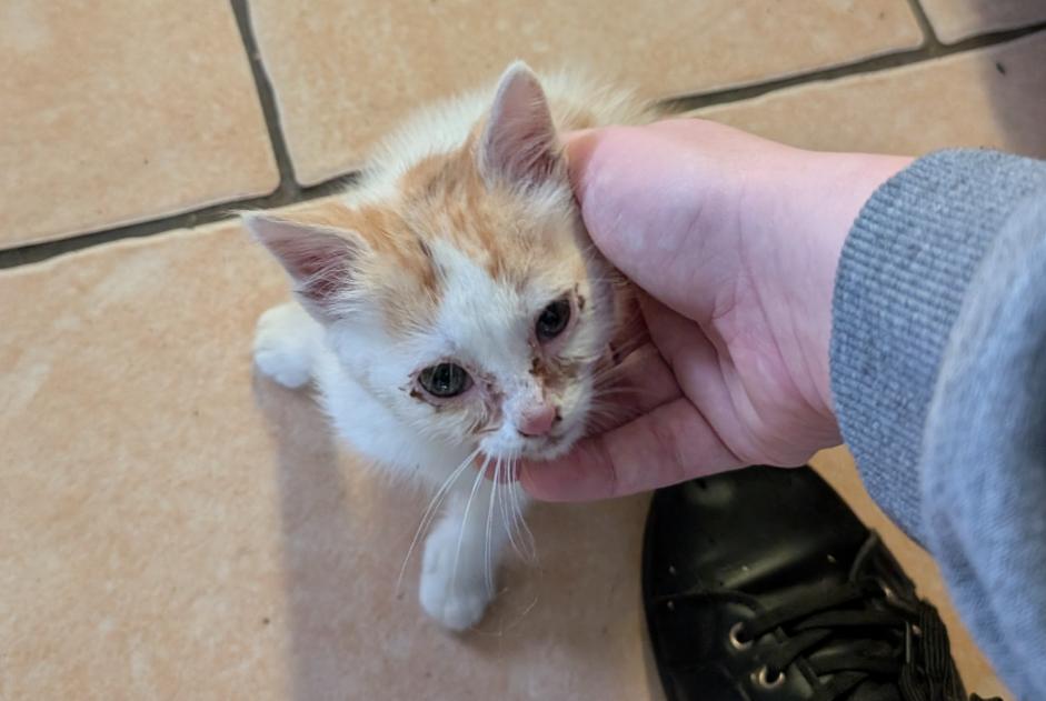 Alerta de Hallazgo Gato Desconocido Saint-Mars-la-Brière Francia Alerta de Hallazgo Gato Desconocido Saint-Mars-la-Brière Francia