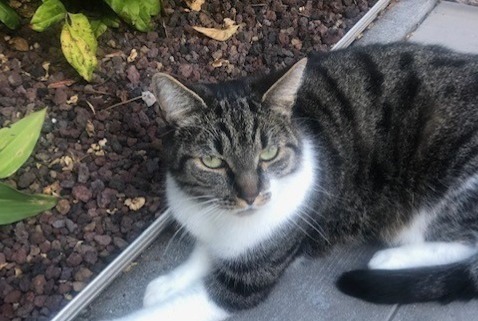 Alerte Disparition Chat  Mâle , 5 ans Saint-Mars-d'Outillé France
