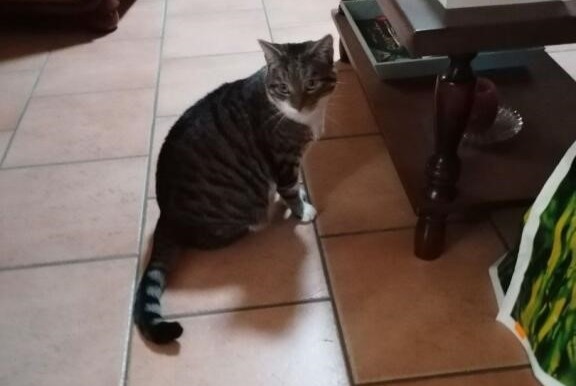 Alerte Disparition Chat croisement  Femelle , 6 ans Sargé-lès-le-Mans France
