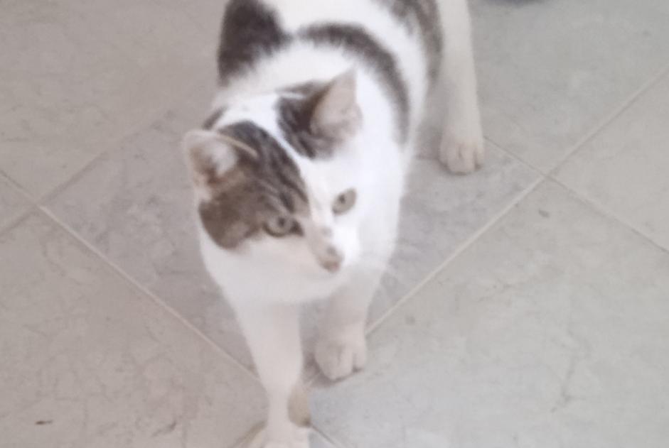 Alerte Découverte Chat croisement  Mâle Marigné-Laillé France