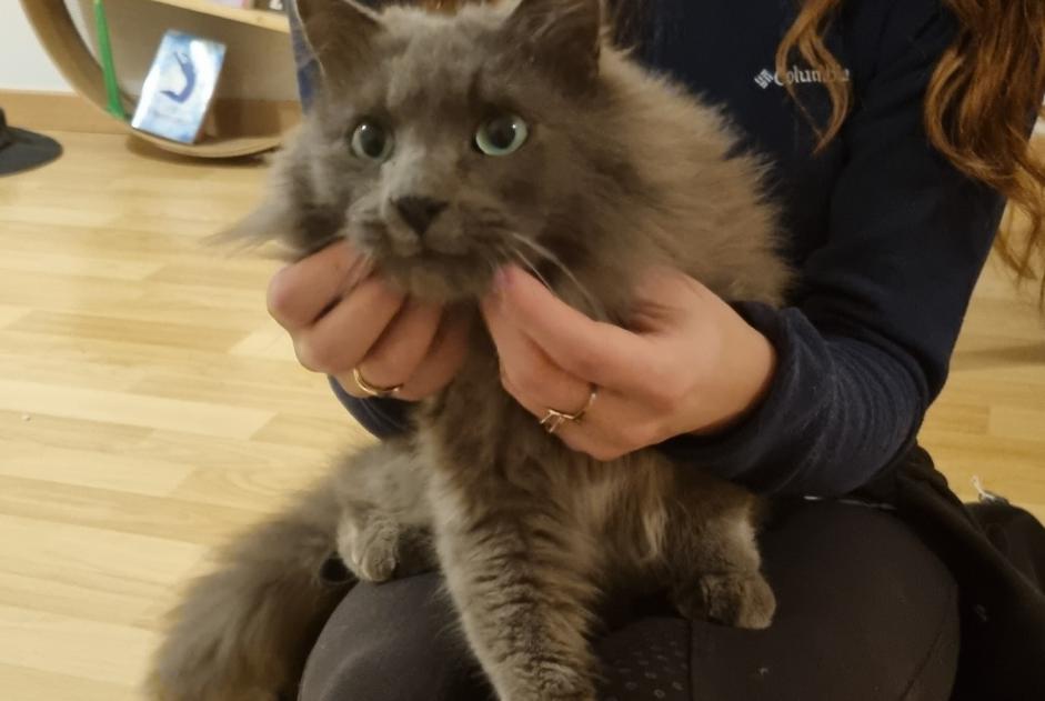 Alerte Découverte Chat croisement  Femelle Changé France