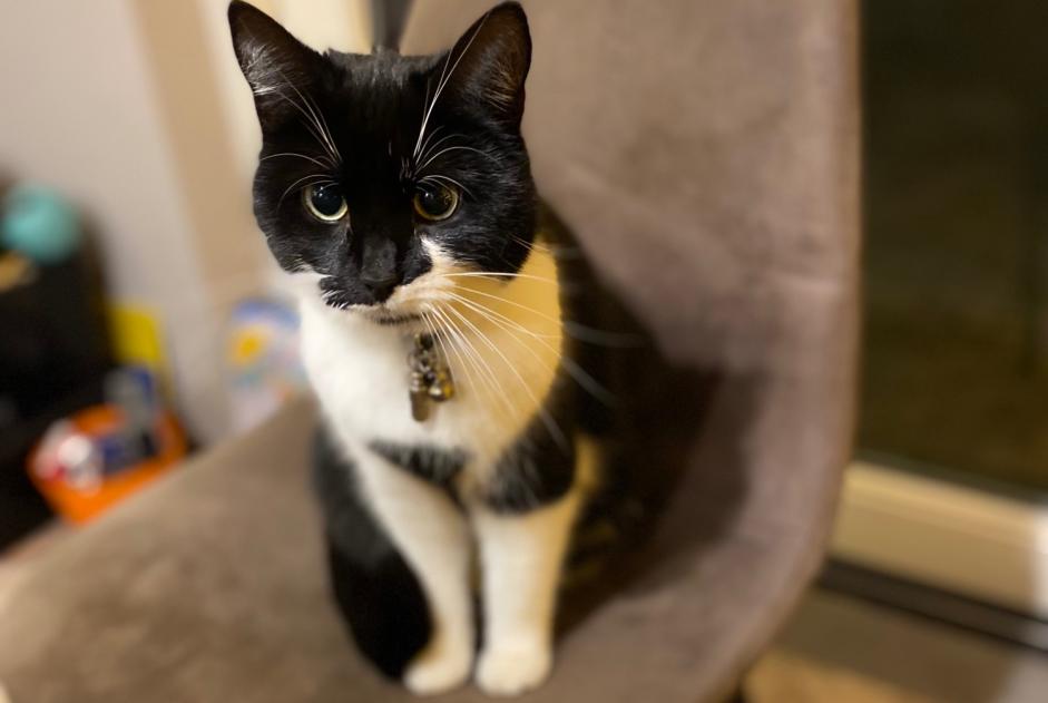 Alerte Disparition Chat  Femelle , 2 ans Le Mans France