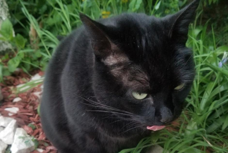 Alerte Découverte Chat Femelle Le Mans France