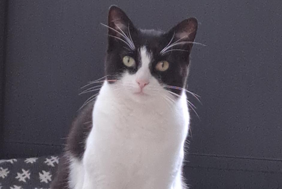 Alerte Disparition Chat Femelle , 2 ans Le Mans France