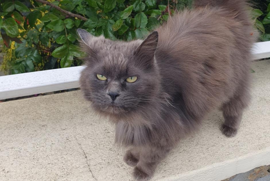 Alerte Découverte Chat croisement  Femelle Le Mans France