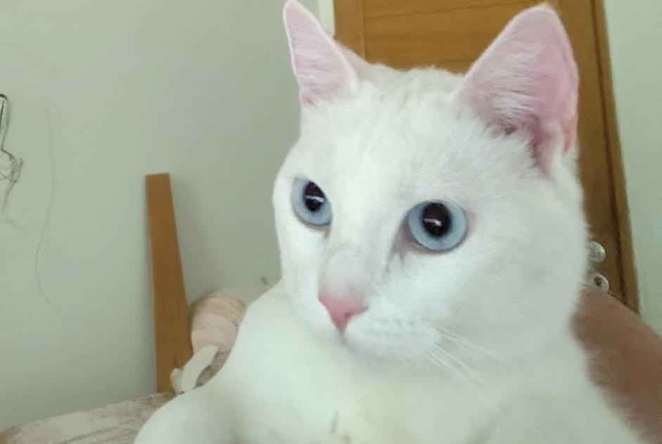 Alerte Disparition Chat Mâle , 2 ans Trangé France