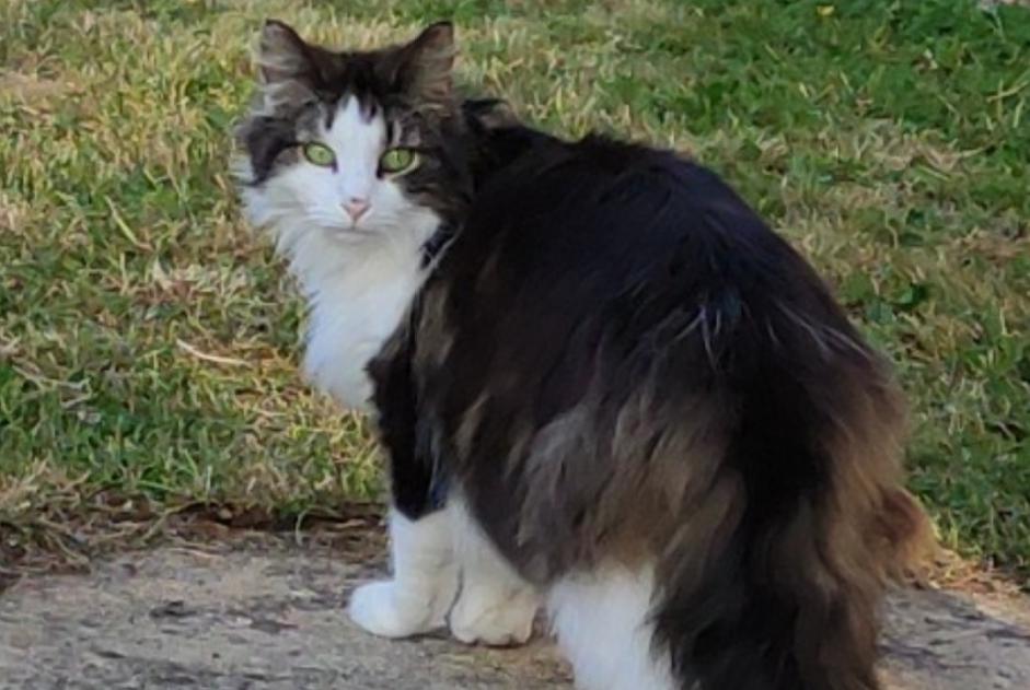 Alerte Disparition Chat  Femelle , 10 ans Étival-lès-le-Mans France
