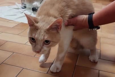 Alerte Découverte Chat Inconnu Val-de-la-Hune France