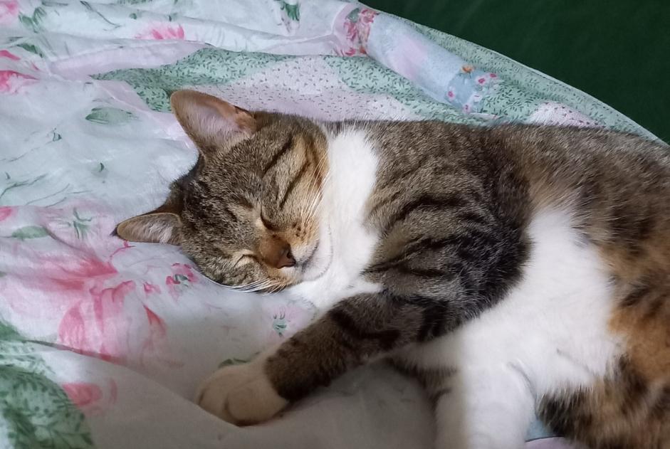 Alerte Disparition Chat croisement  Femelle , 8 ans Connerré France