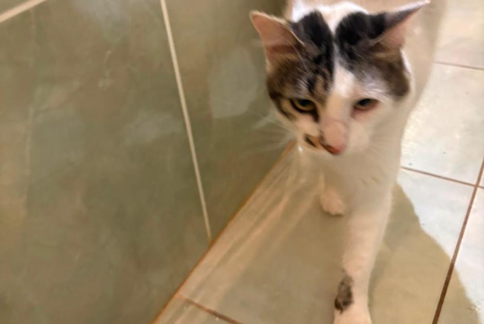 Alerte Disparition Chat croisement  Femelle , 3 ans Saint-Léonard-des-Bois France