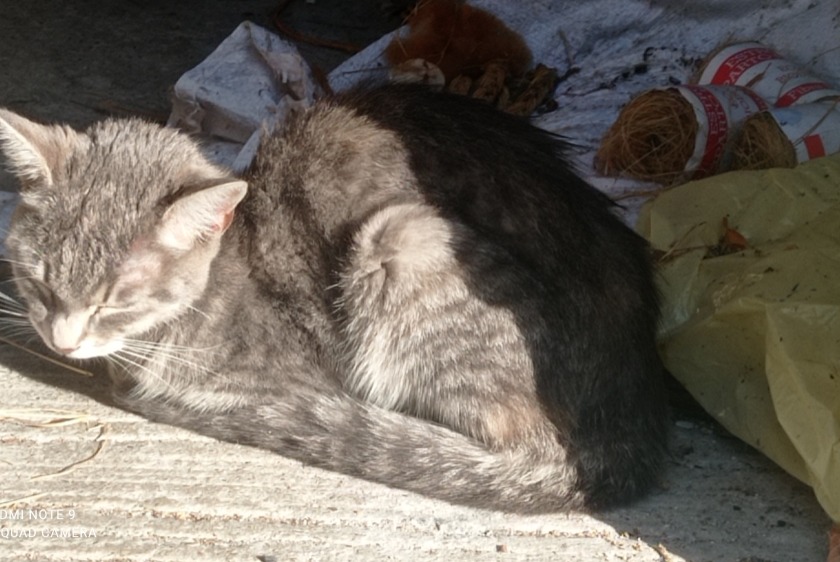 Alerte Découverte Chat Inconnu Connerré France