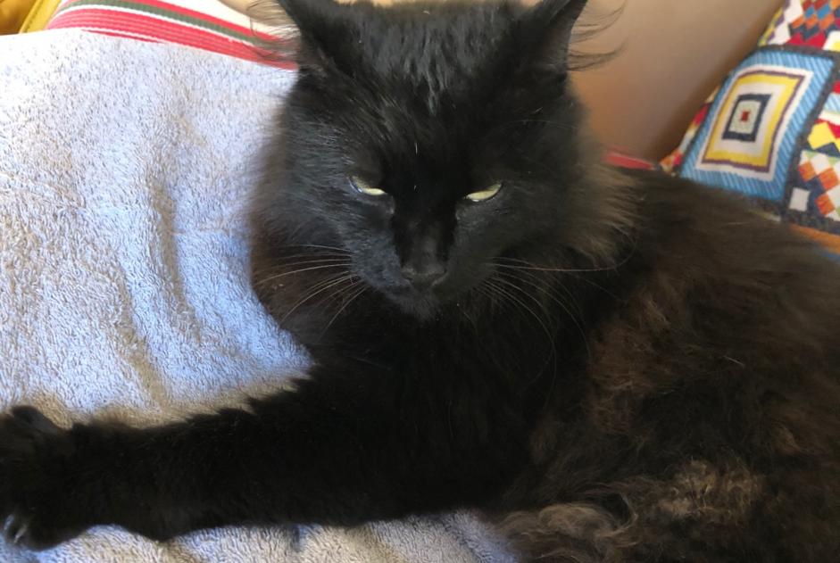 Avviso Ritrovamento Gatto Non conosciuta Le Mans Francia