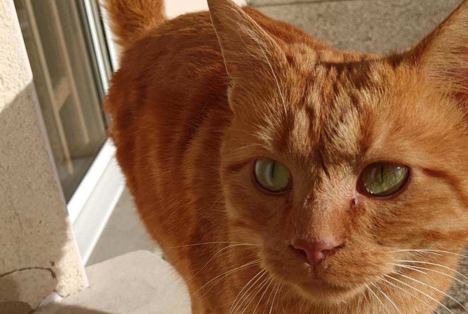 Ontdekkingsalarm Kat Onbekend Saint-Mars-la-Brière Frankrijk