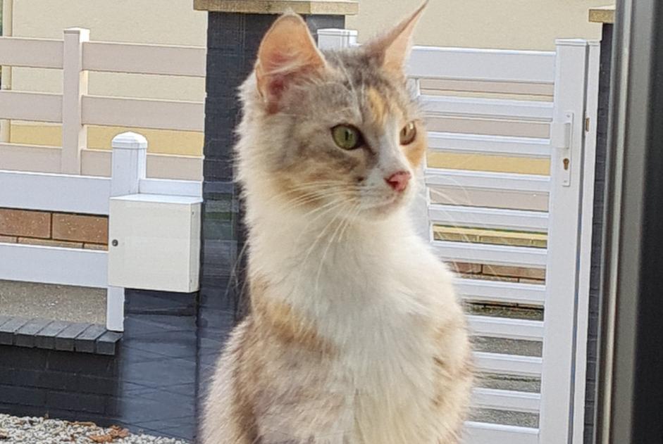 Ontdekkingsalarm Kat Vrouwtje Le Mans Frankrijk