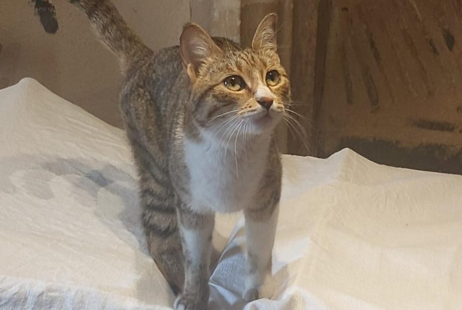Alerta descoberta Gato Fêmea Le Mans France Alerta descoberta Gato Fêmea Le Mans France