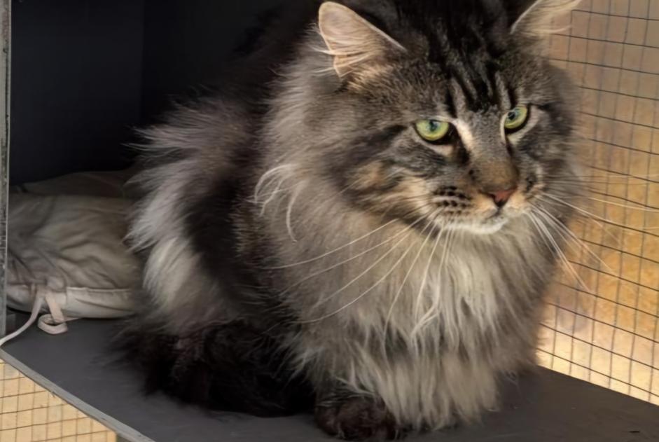 Alerta desaparecimento Gato  Macho , 3 anos Laigné-Saint-Gervais France