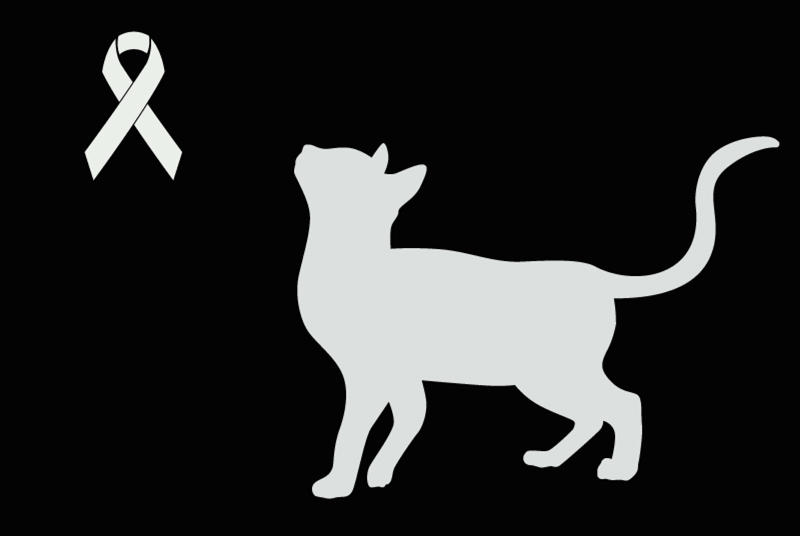 Alerta descoberta Gato Desconhecido Saint-Pavace France